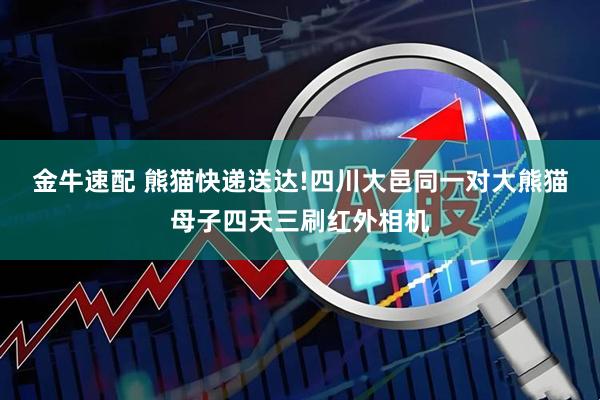 金牛速配 熊猫快递送达!四川大邑同一对大熊猫母子四天三刷红外相机